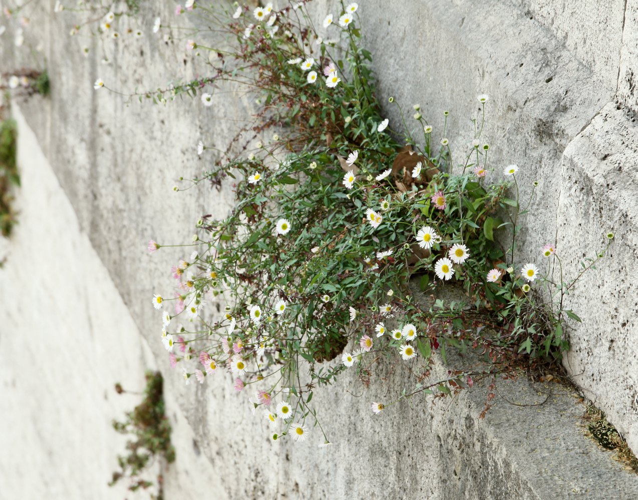 Изображение особи Erigeron karvinskianus.