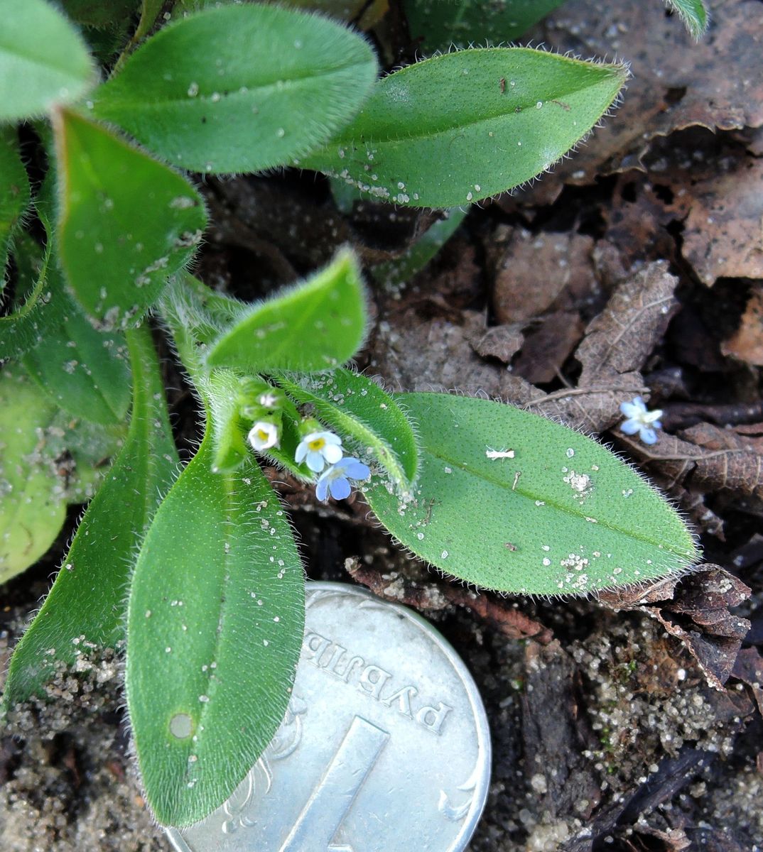 Изображение особи Myosotis sparsiflora.