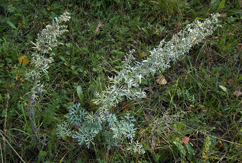 Image of Artemisia absinthium specimen.