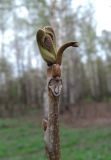 Juglans mandshurica