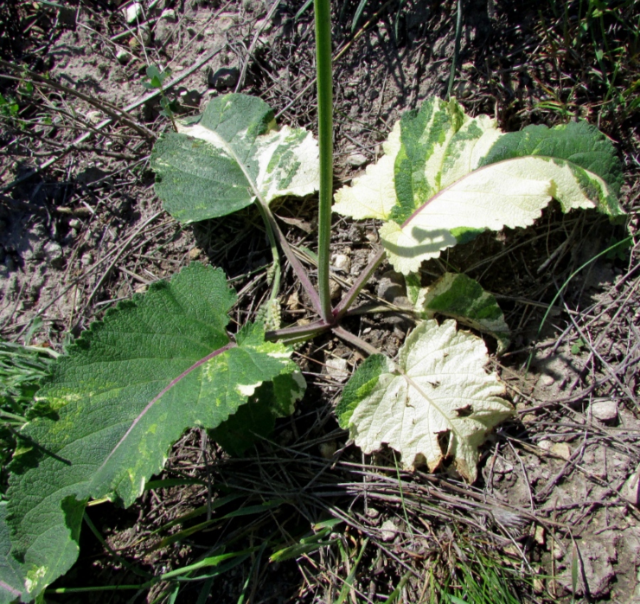 Image of Salvia nutans specimen.