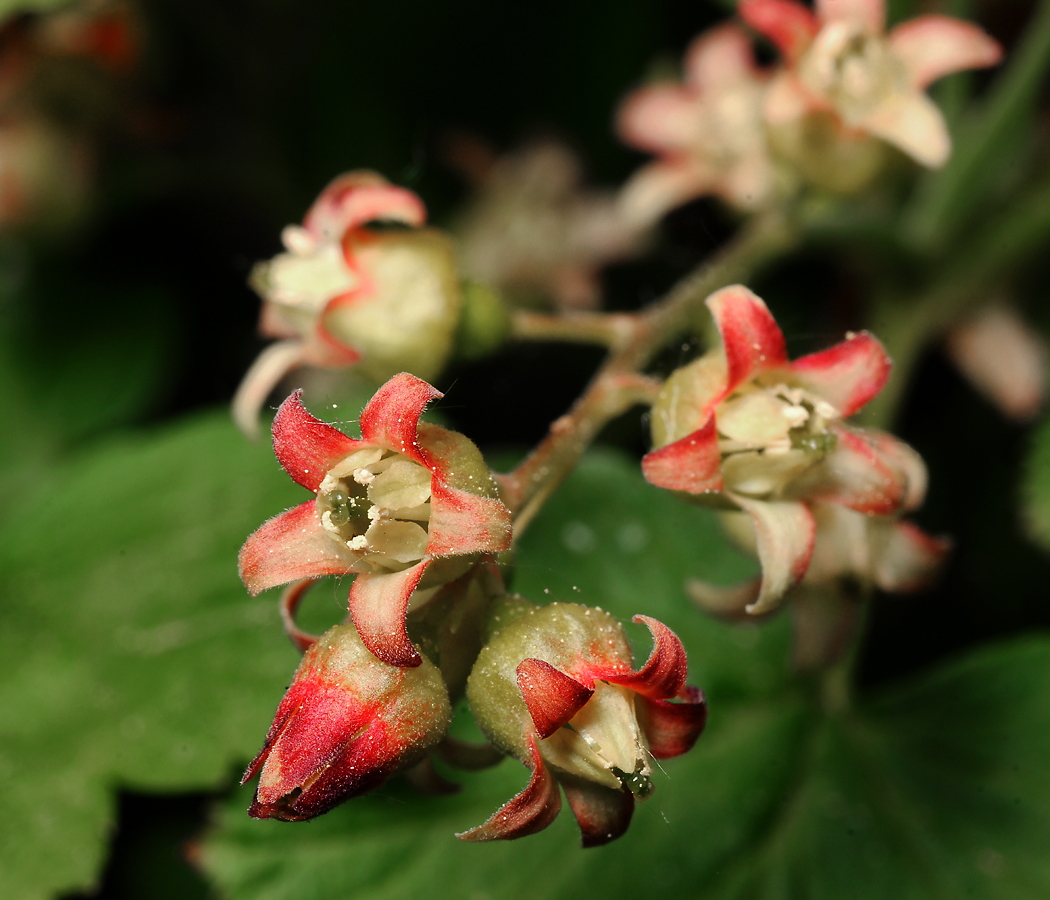Image of Ribes nigrum specimen.