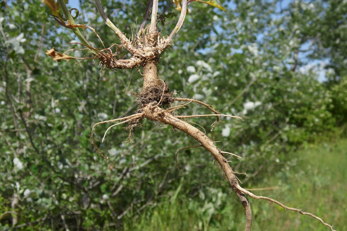 Image of Erysimum cuspidatum specimen.