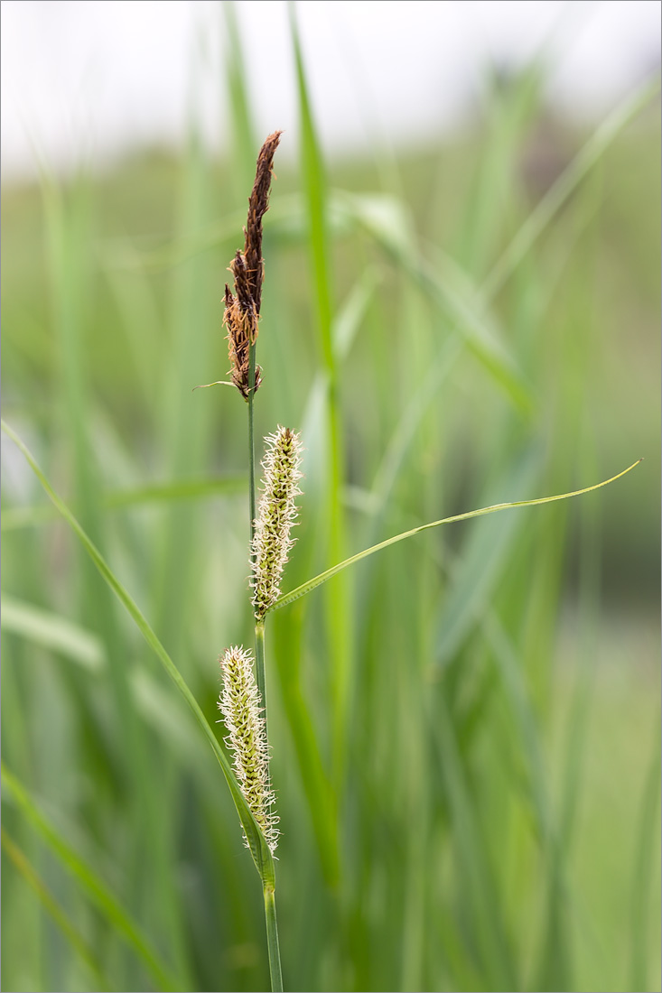 Изображение особи Carex acuta.