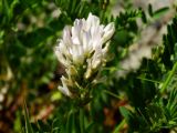 Astragalus marinus