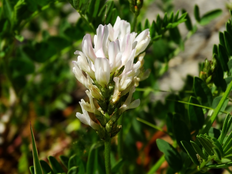 Изображение особи Astragalus marinus.