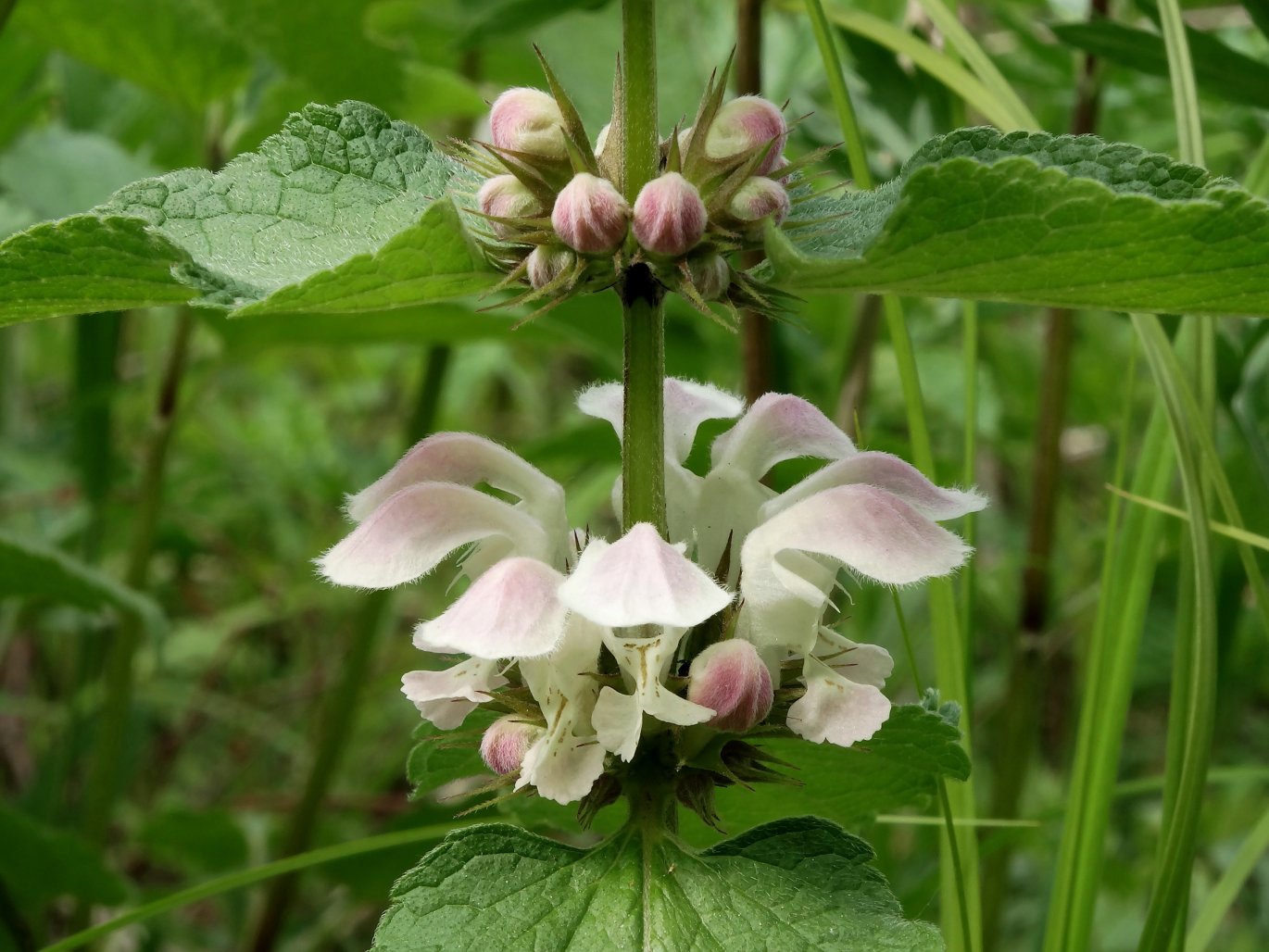 Image of Lamium barbatum specimen.