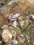 Asperula cynanchica