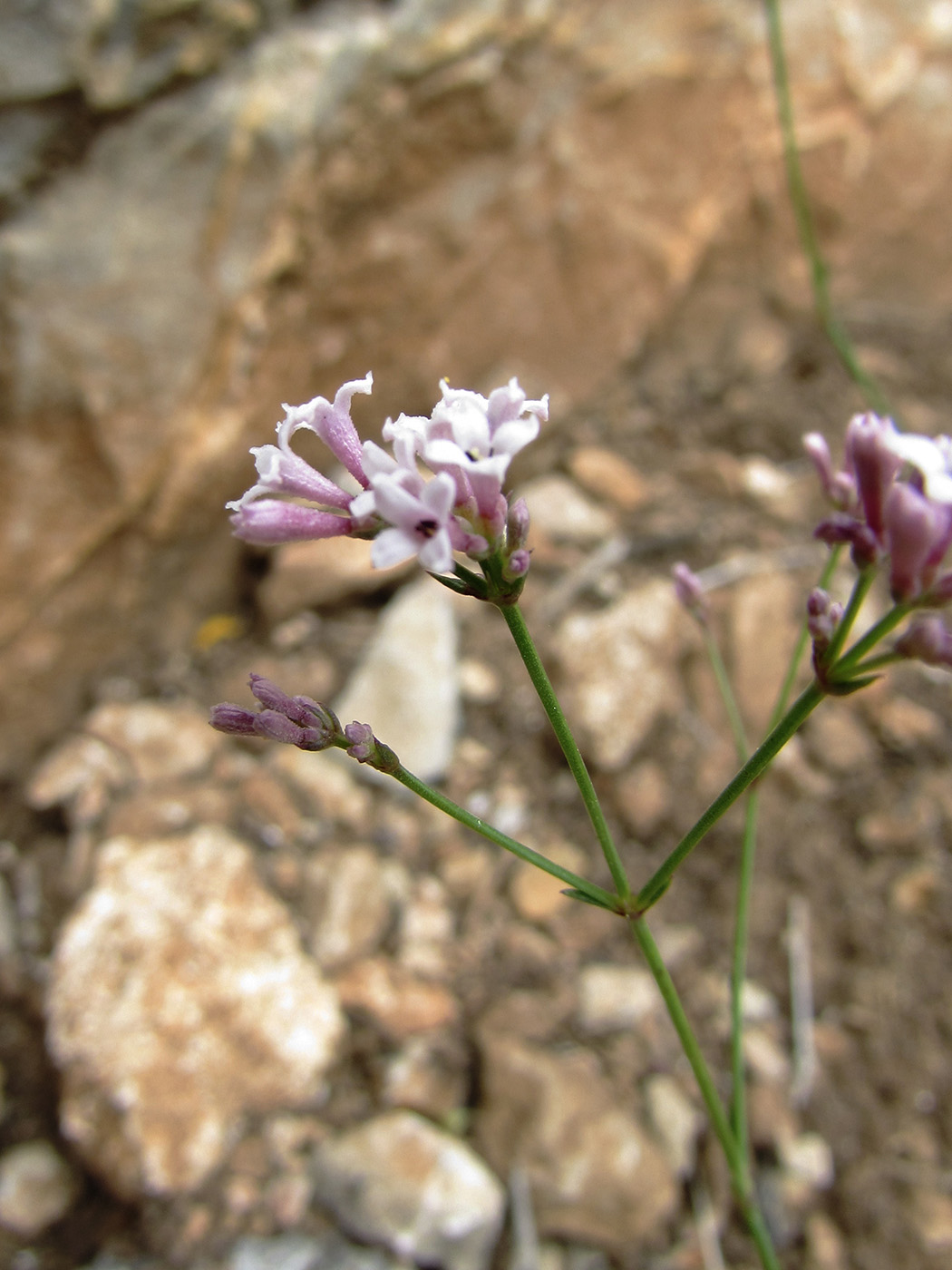 Image of Asperula cynanchica specimen.