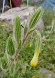 Onosma dichroantha