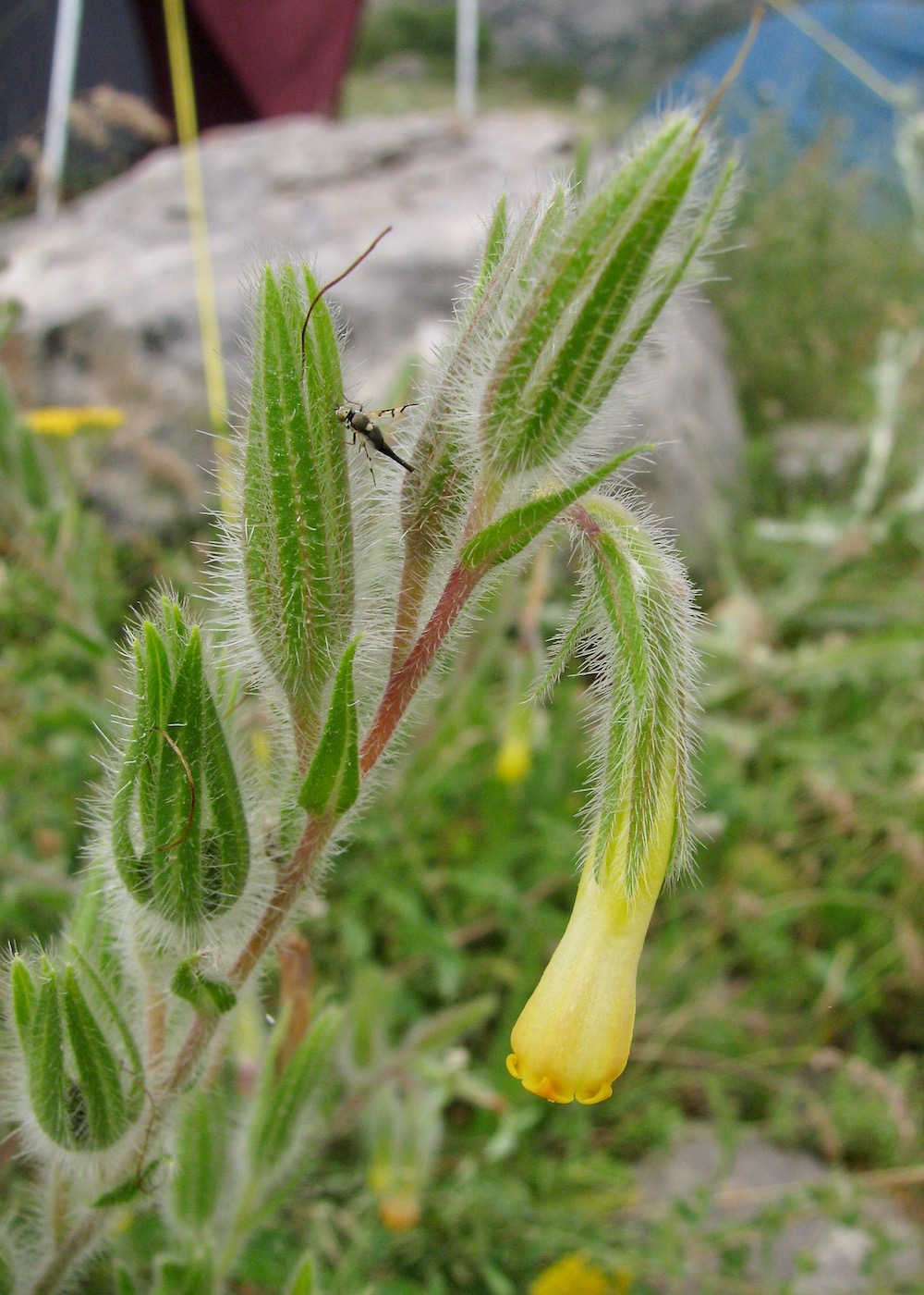 Image of Onosma dichroantha specimen.