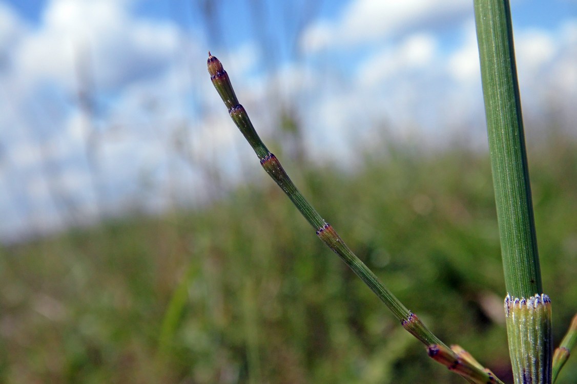 Image of Equisetum ramosissimum specimen.