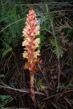 genus Orobanche. Цветущее растение. Республика Татарстан, заказник \"Чатыр-Тау\". 20.06.2005.
