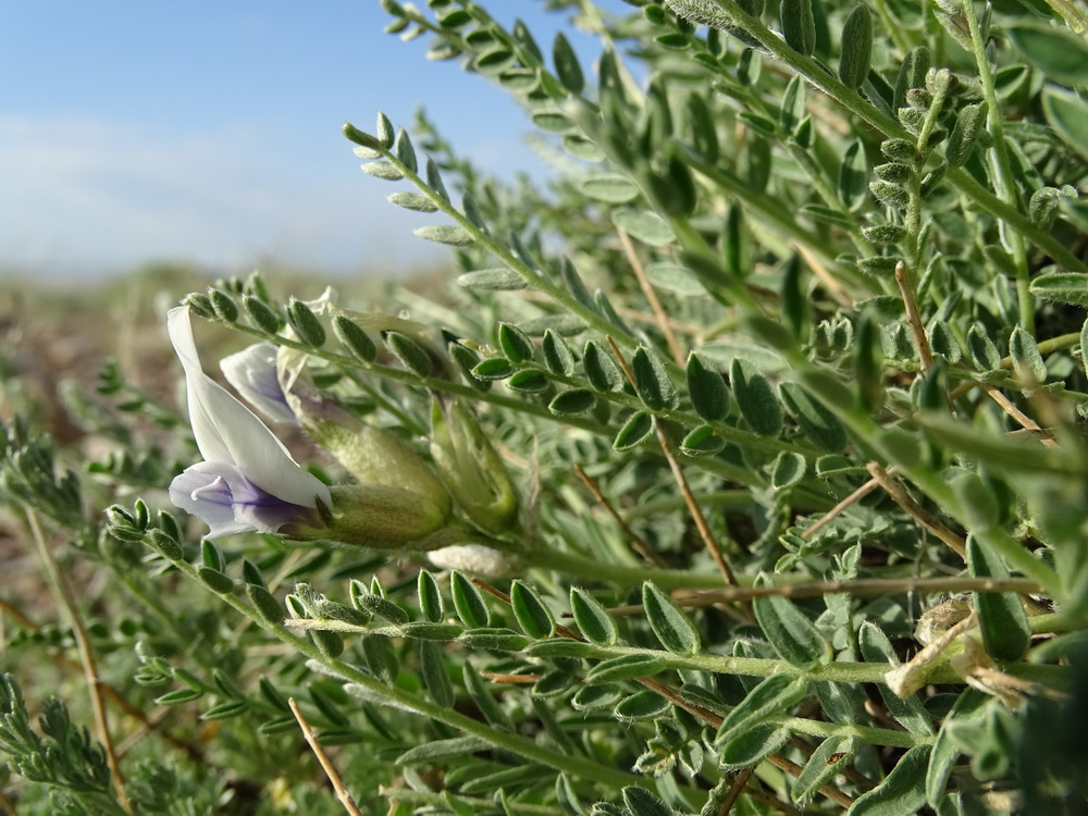Image of Oxytropis hystrix specimen.