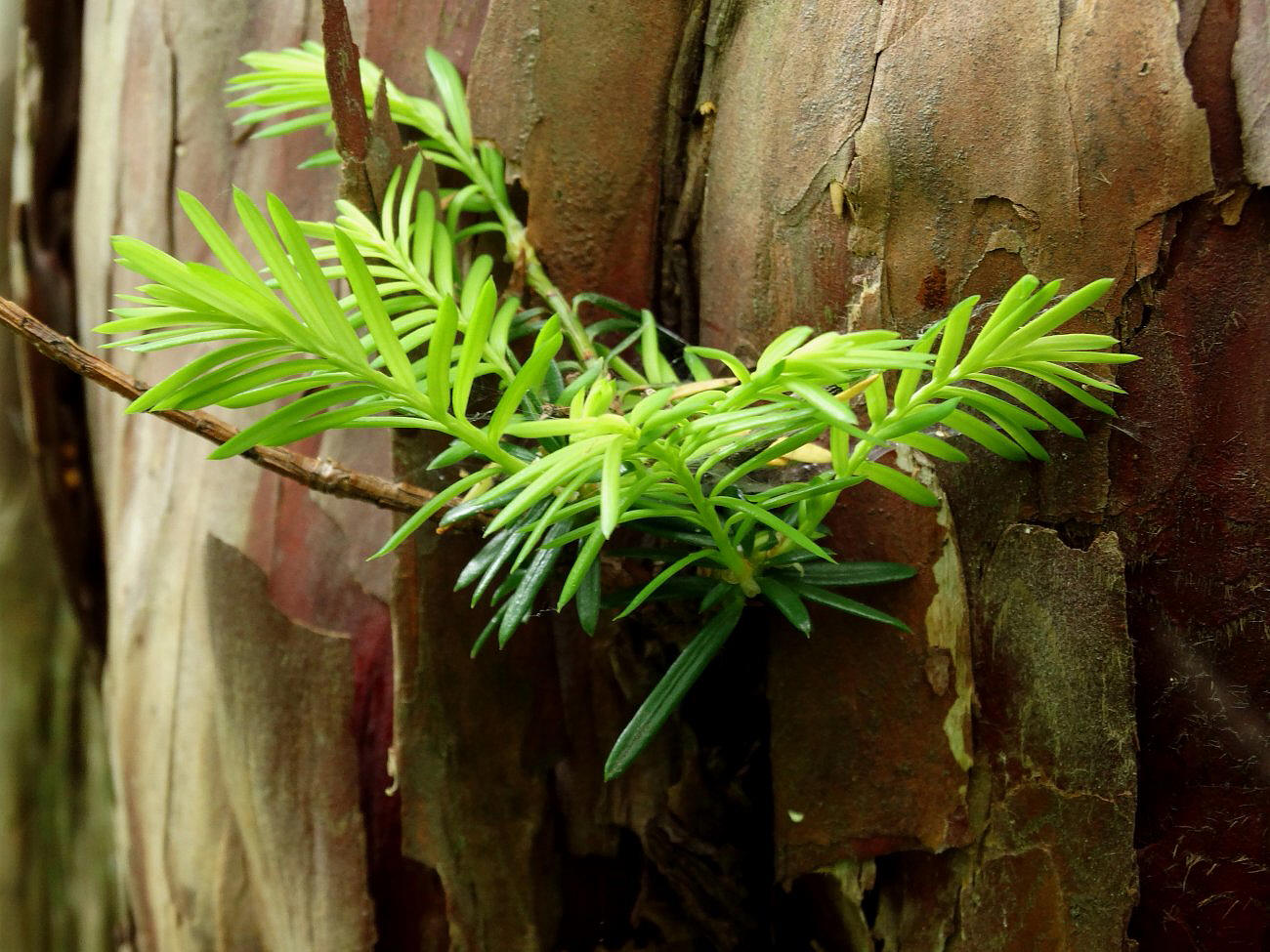 Image of Taxus cuspidata specimen.