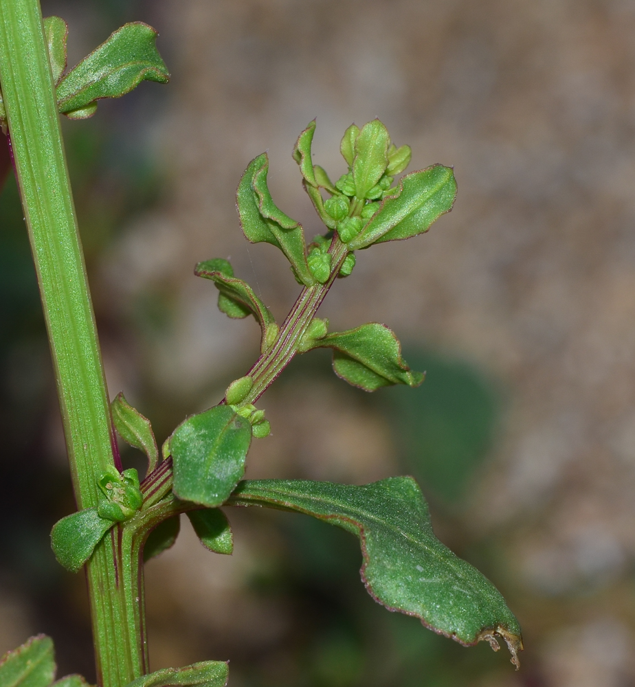 Image of Beta maritima specimen.