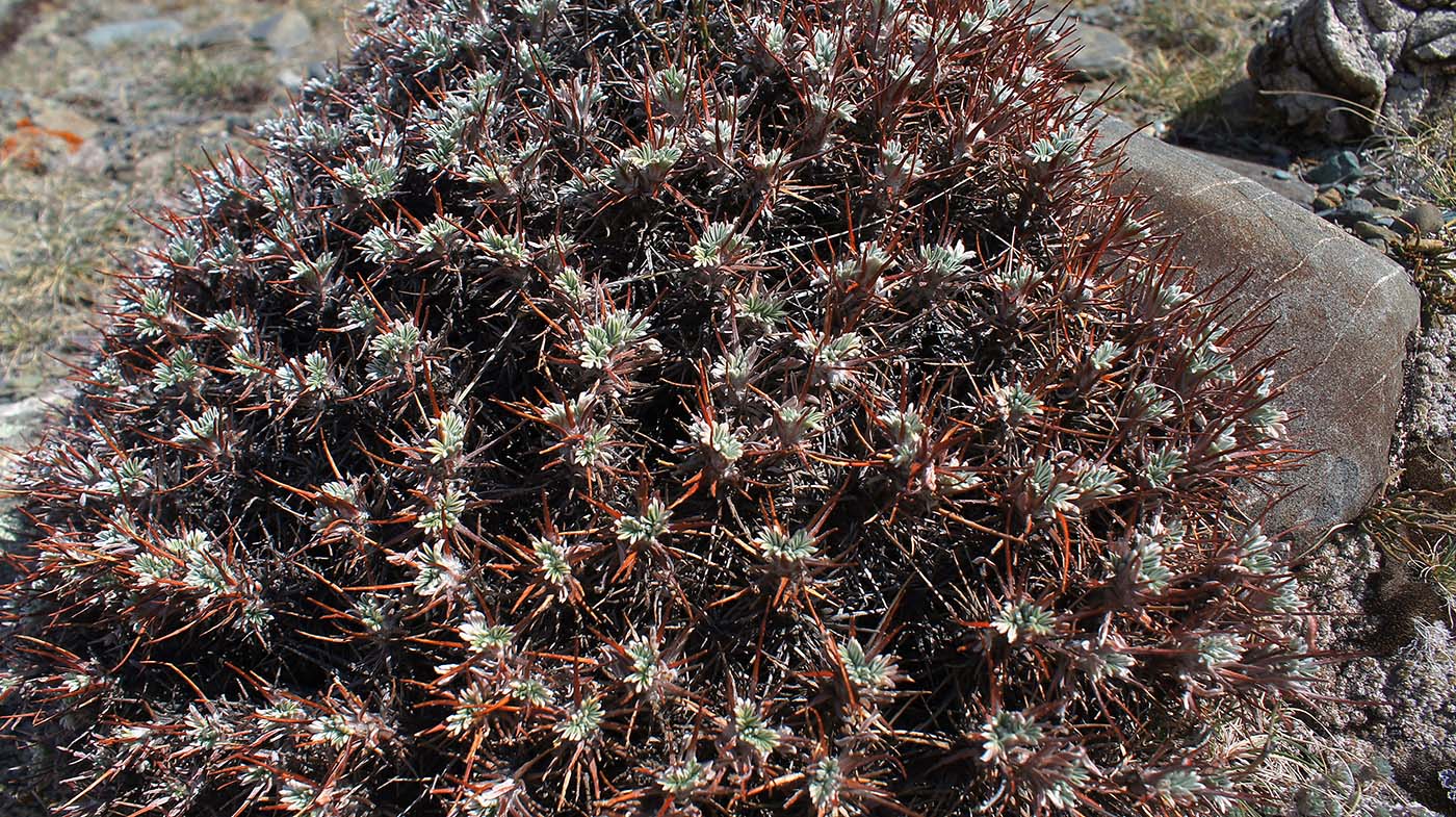 Image of Oxytropis tragacanthoides specimen.