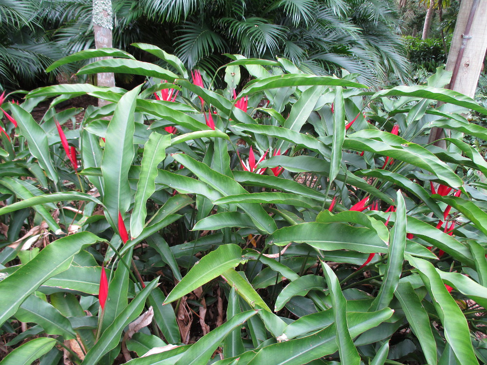 Изображение особи Heliconia angusta.