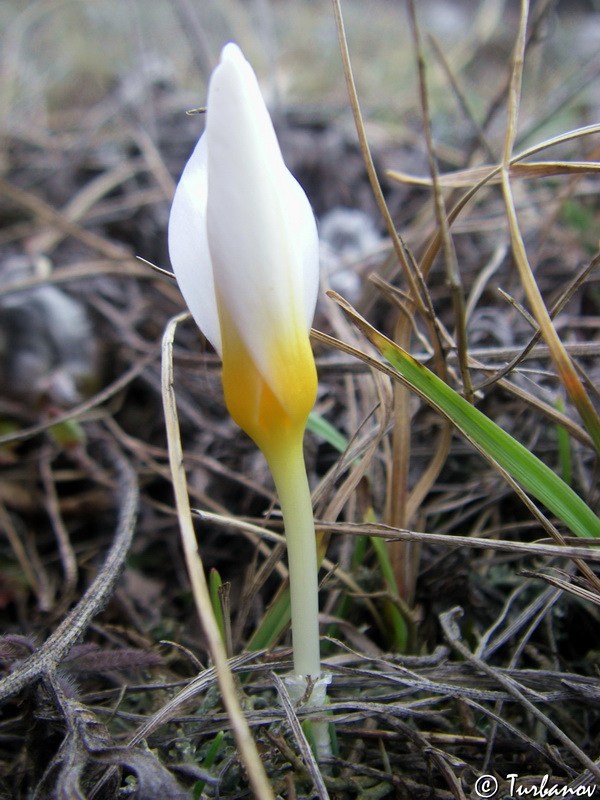 Изображение особи Crocus tauricus.