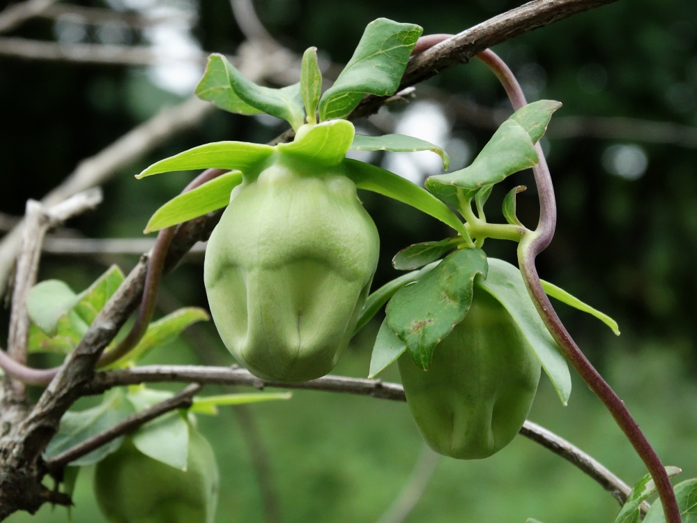 Изображение особи Codonopsis lanceolata.