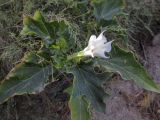 Datura stramonium. Верхушка цветущего растения. Испания, автономное сообщество Каталония, провинция Жирона, комарка Баш Эмпорда, муниципалитет Тороэлья-де-Монгри, устье р. Тер (La Gola del Ter), левый берег, у основания берегового вала на переходе к пляжу. 05.08.2016.