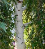 Betula pendula f. dalecarlica