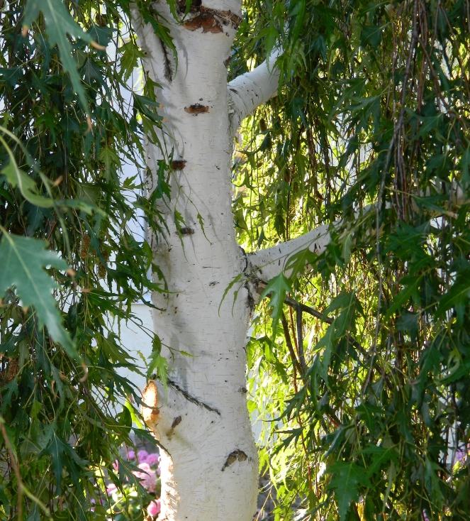 Image of Betula pendula f. dalecarlica specimen.