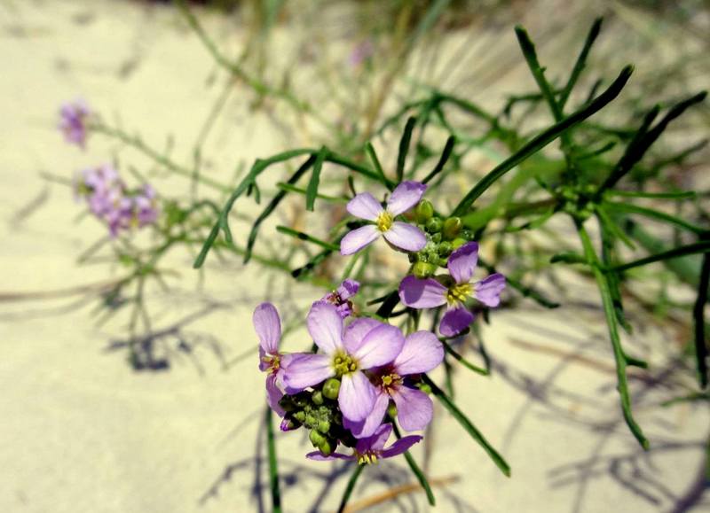 Image of Cakile baltica specimen.