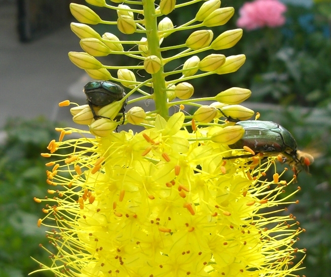 Image of Eremurus stenophyllus specimen.