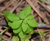 Euphorbia peplus