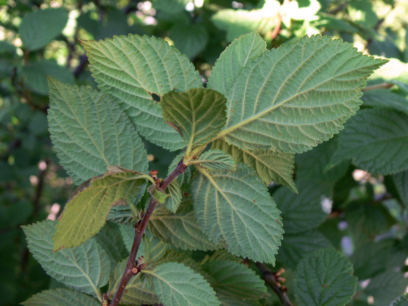 Изображение особи Cerasus tomentosa.