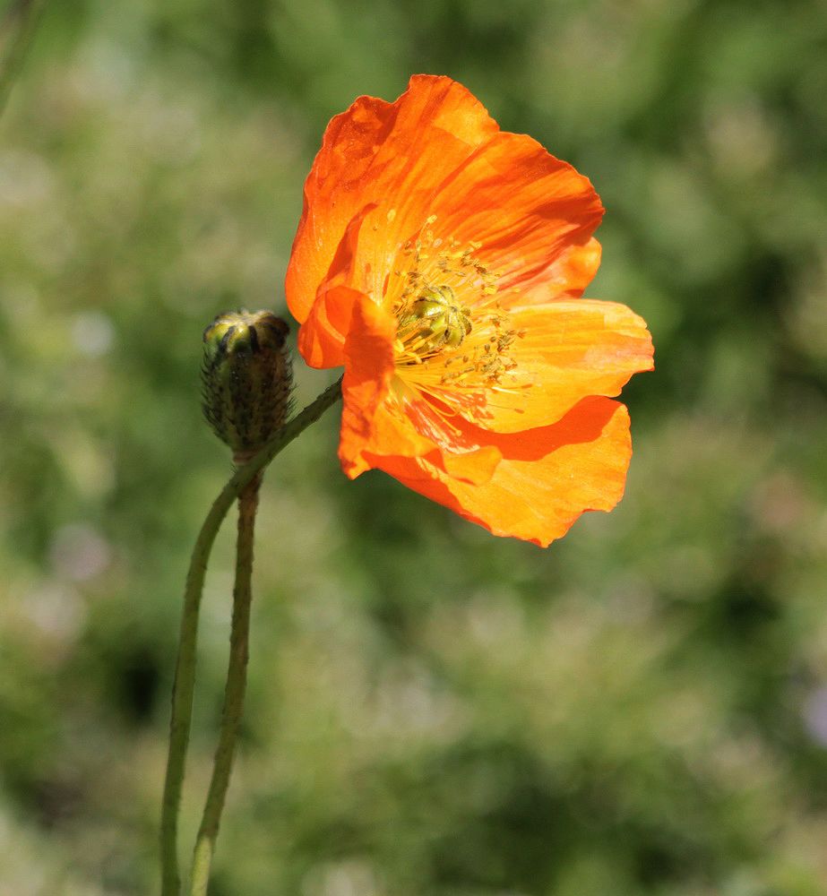 Image of Papaver atlanticum specimen.