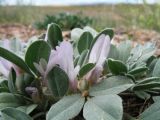 Astragalus borodinii