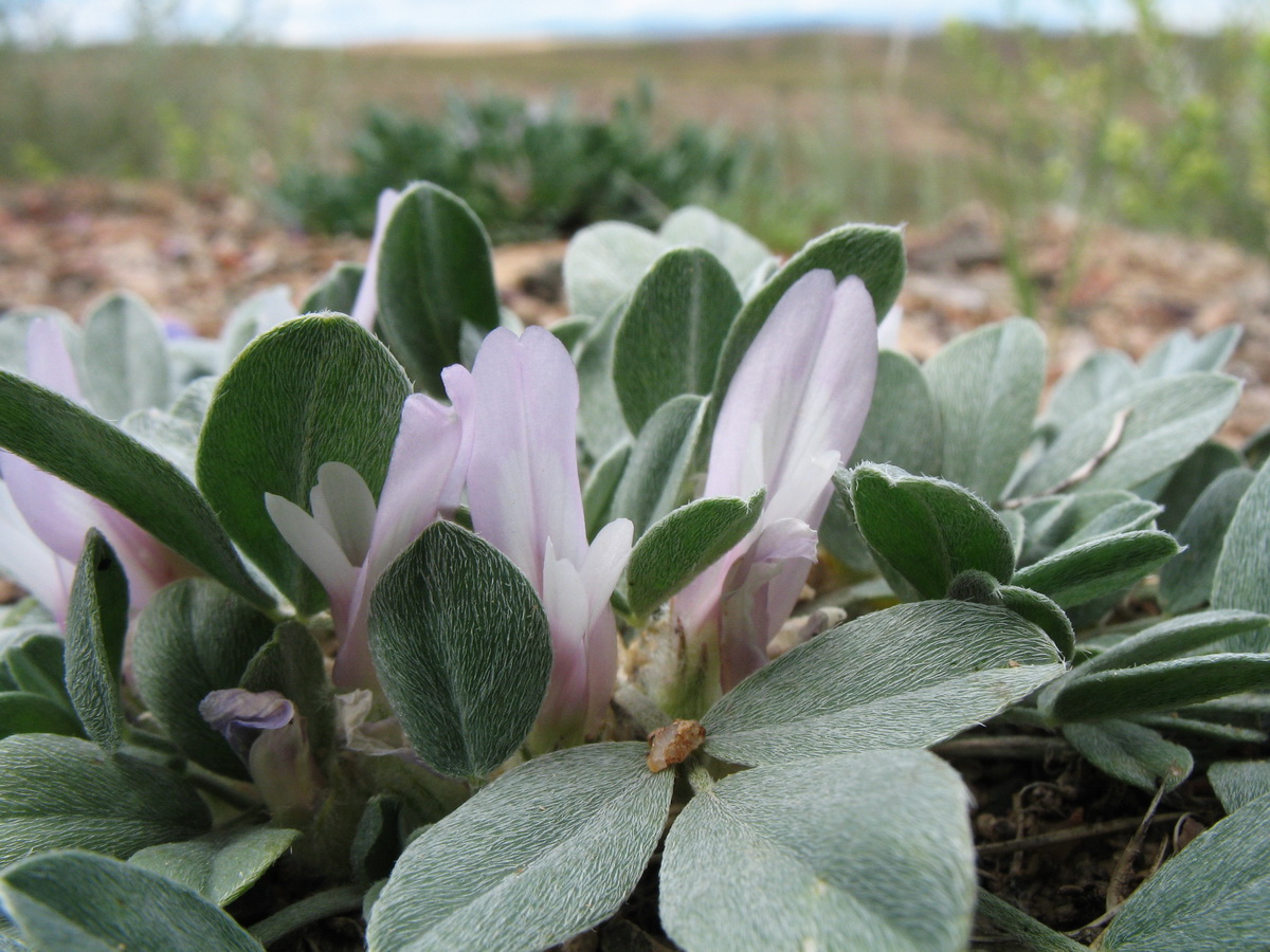 Изображение особи Astragalus borodinii.