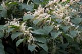 Reynoutria japonica. Ветви с соцветиями. Владивосток, о. Русский, частное подворье, в культуре. 10.09.2016.