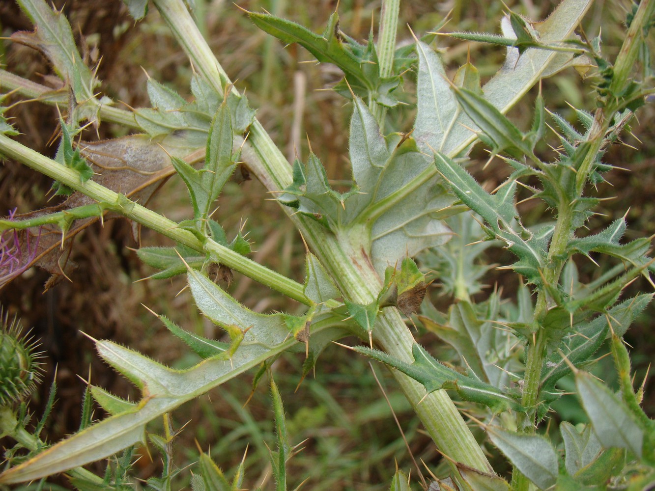 Image of Cirsium serrulatum specimen.