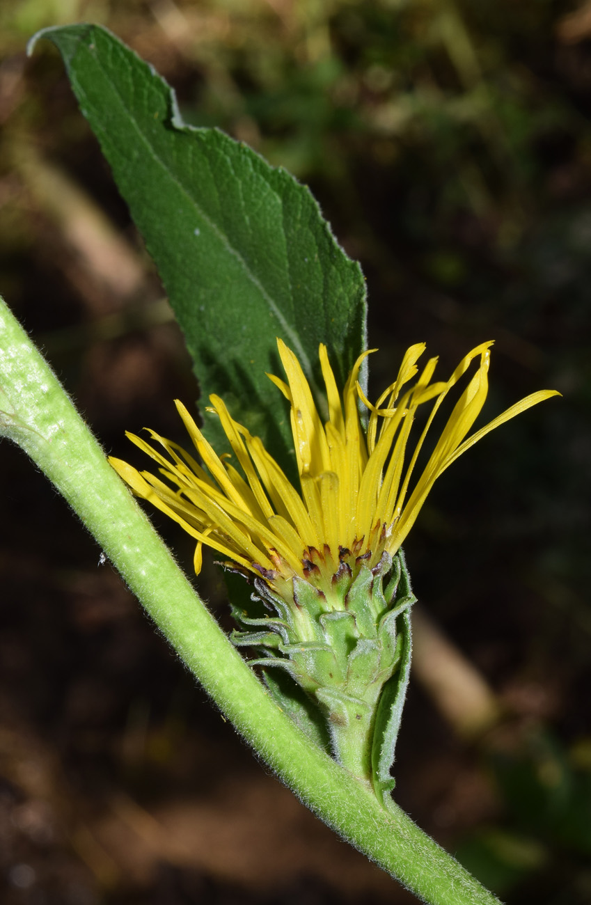 Изображение особи Inula racemosa.