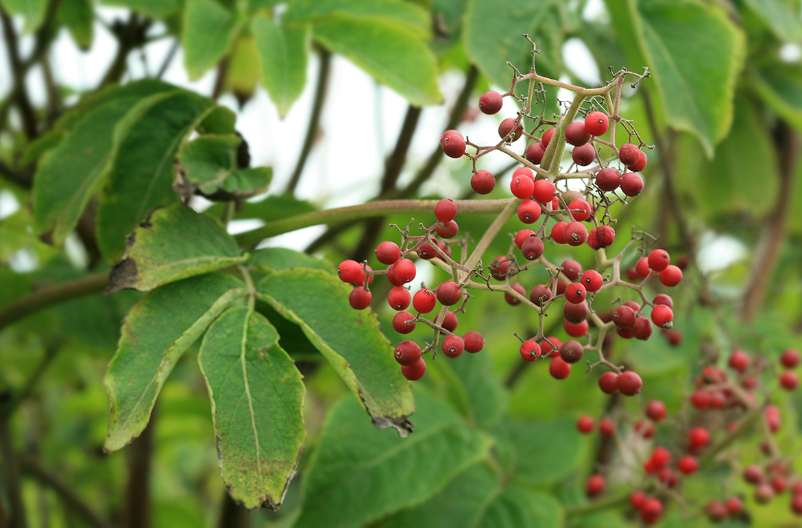 Image of Sambucus miquelii specimen.