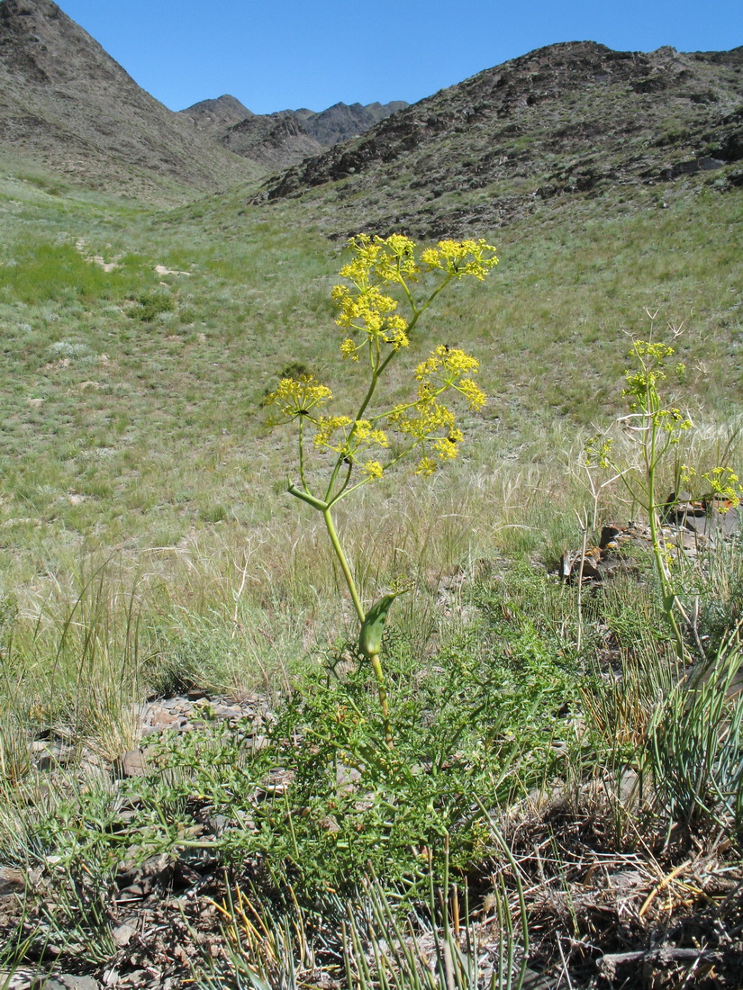 Изображение особи Ferula ovina.