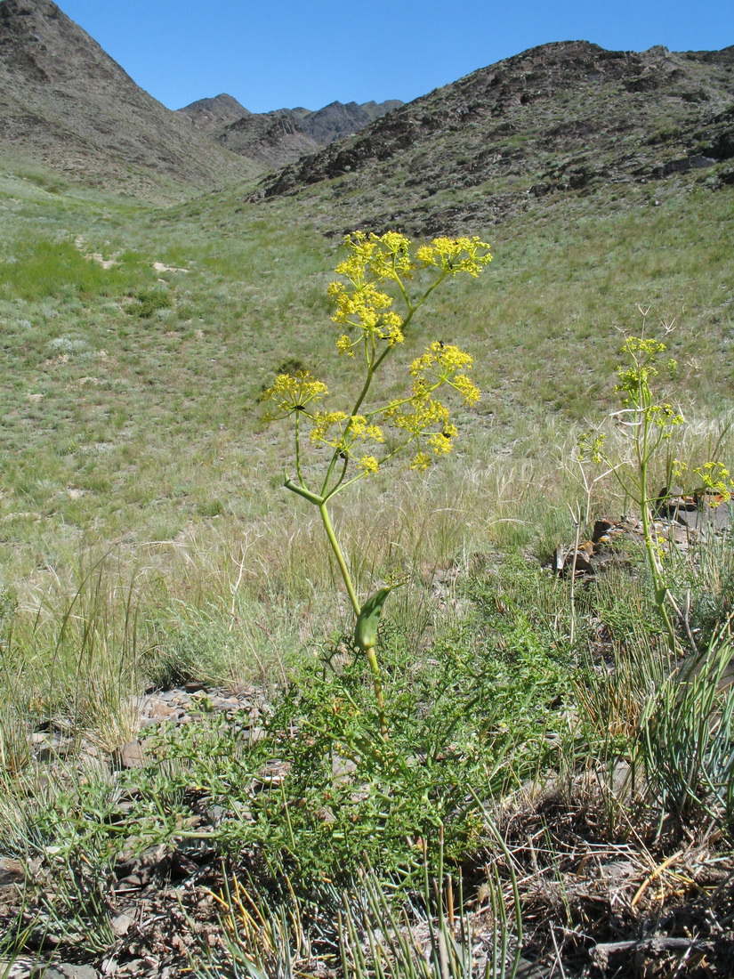 Image of Ferula ovina specimen.