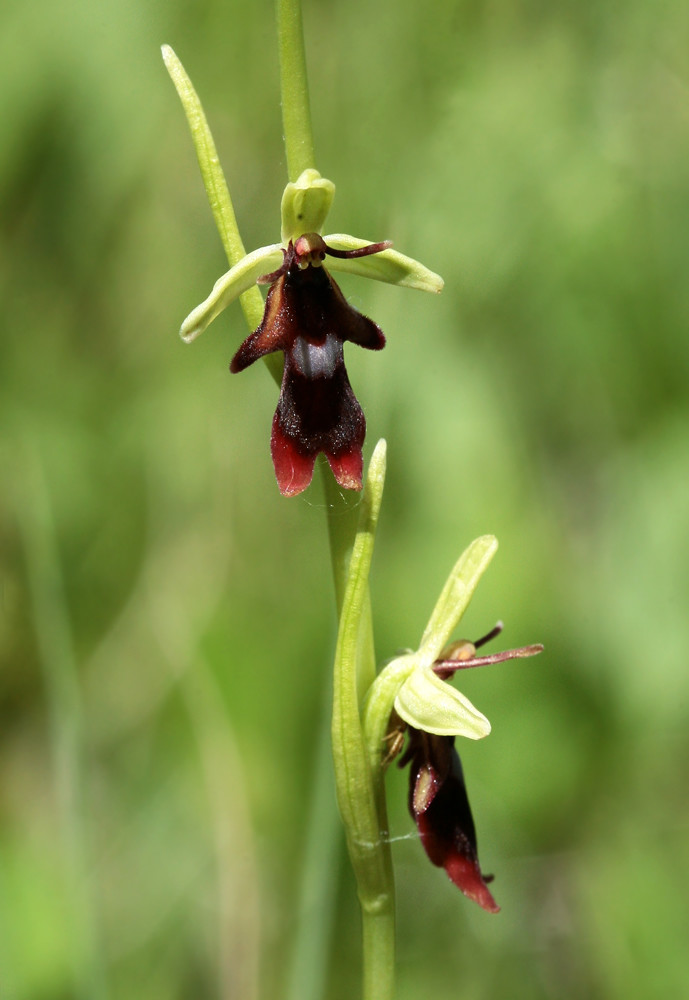 Изображение особи Ophrys insectifera.