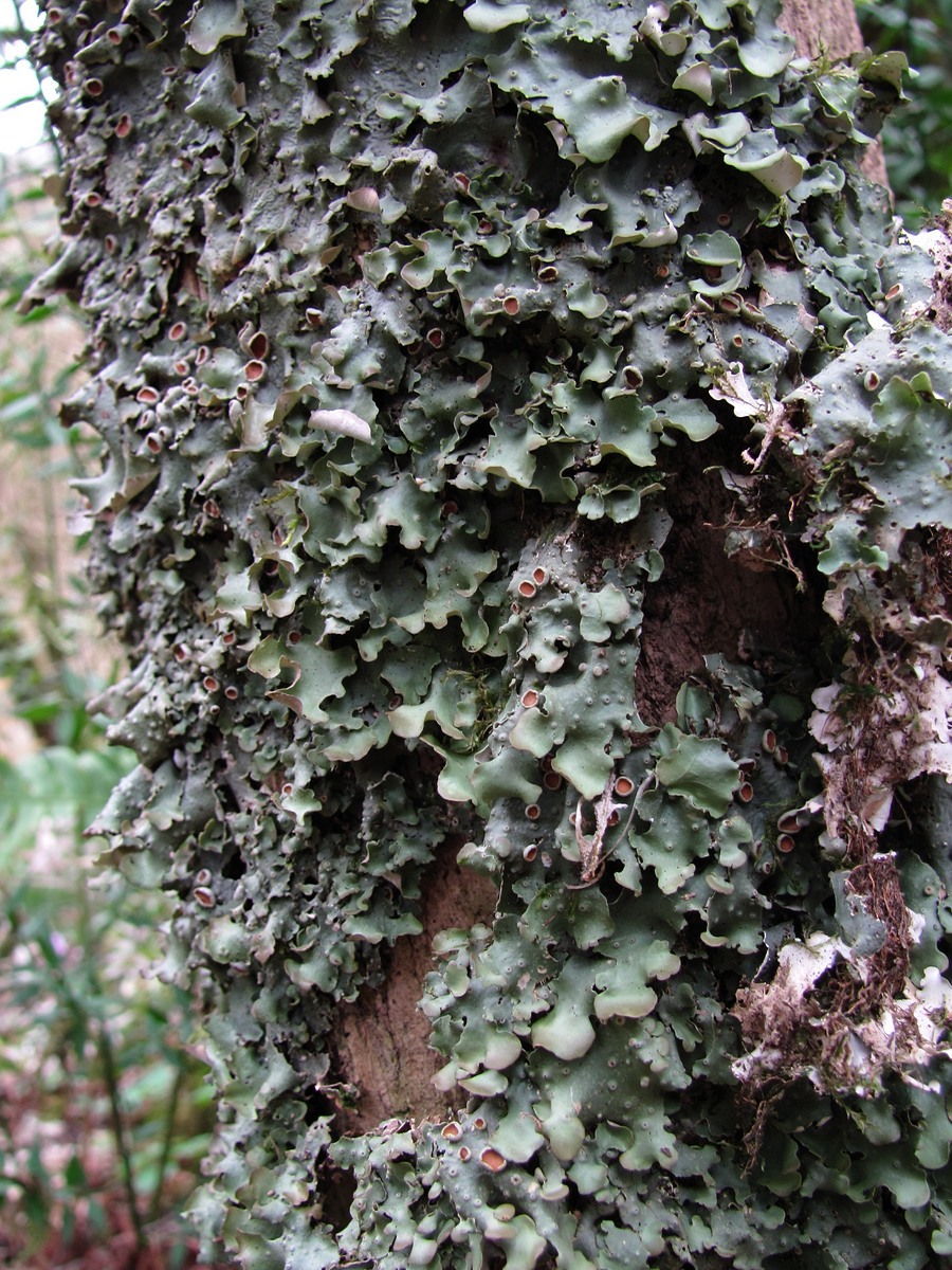 Image of Lobaria virens specimen.