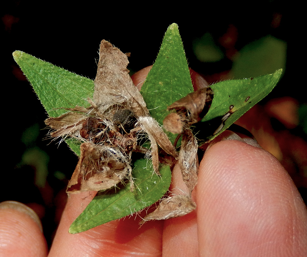 Изображение особи Asperula caucasica.