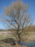 Salix triandra. Расцветающее дерево. Крым, Байдарская долина. 28 марта 2010 г.