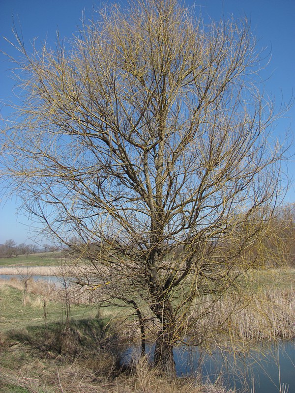Image of Salix triandra specimen.