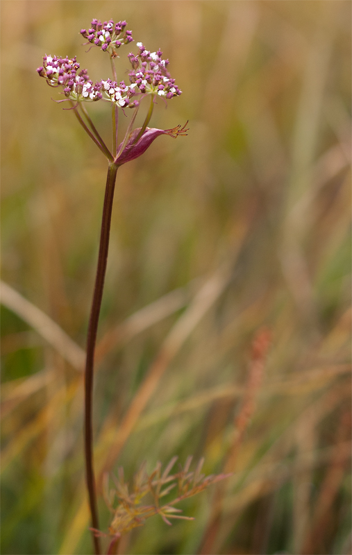 Изображение особи Ostericum tenuifolium.