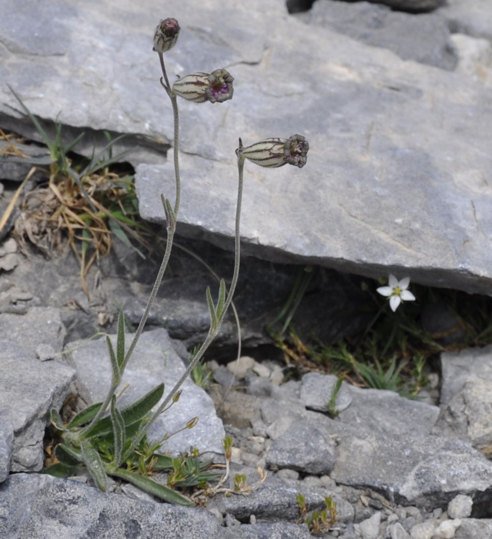 Image of Silene ciliata ssp. graefferi specimen.