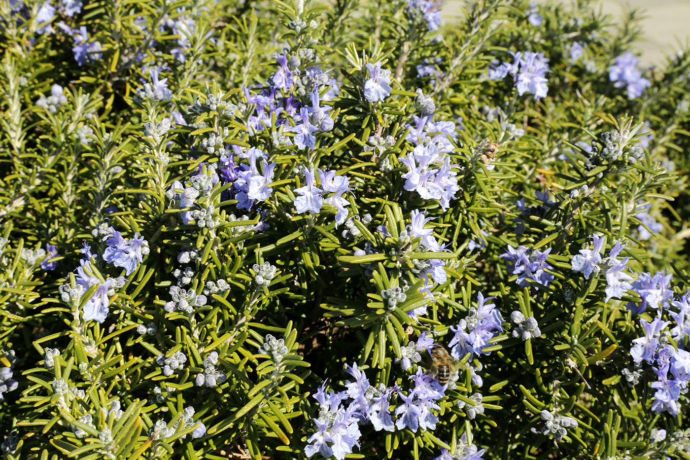 Изображение особи Rosmarinus officinalis.