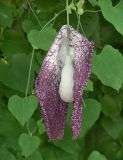 Aristolochia gigantea