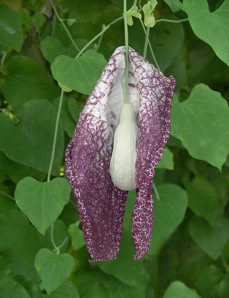 Изображение особи Aristolochia gigantea.